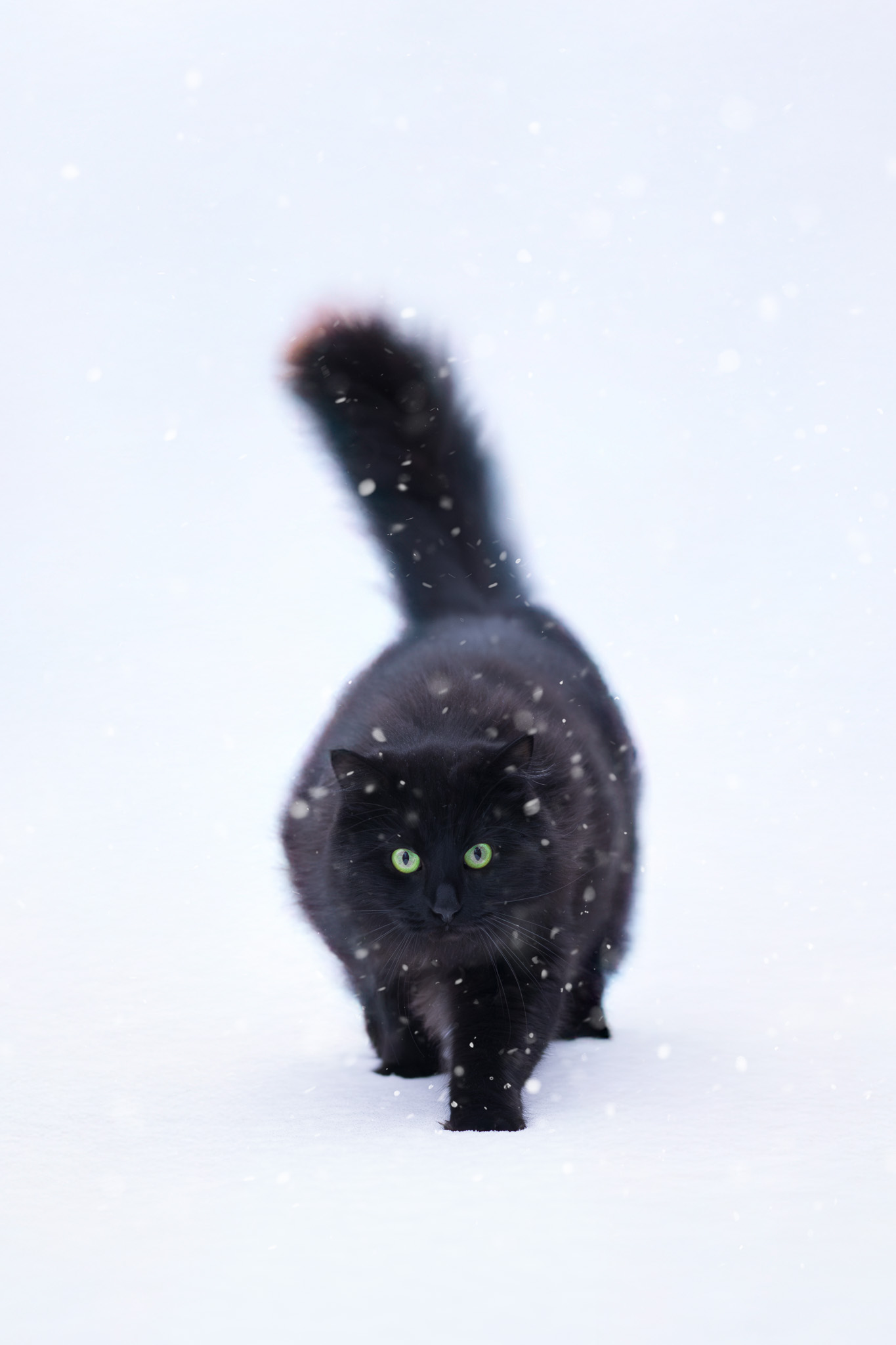Huisdierenfotografie in het bos – sfeervolle shoot bij zonsondergang in Noord-Holland