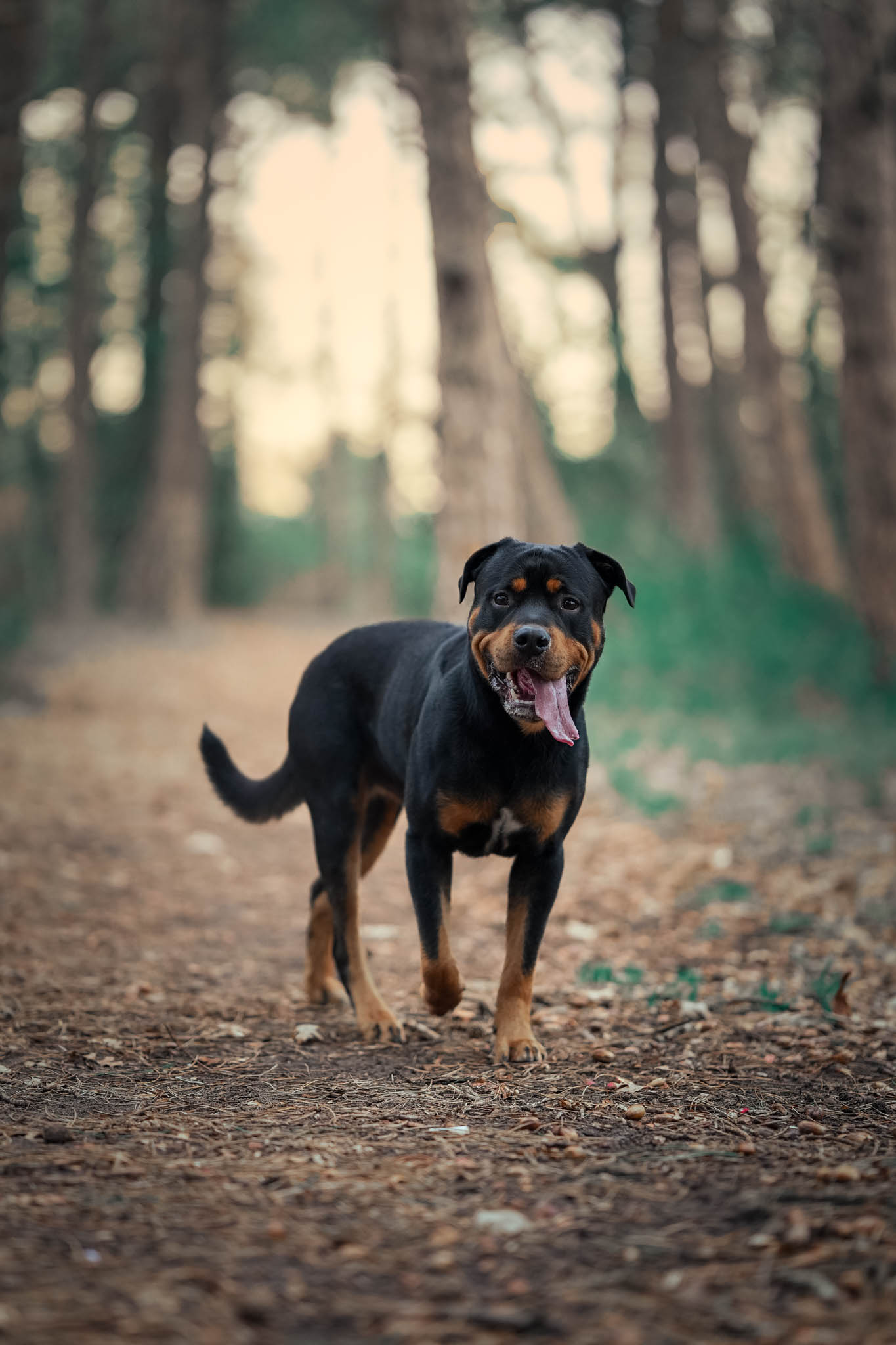 Kattenfoto in een herfstig bos – lifestyle kattenfotograaf in Hollands Kroon, Noord-Holland